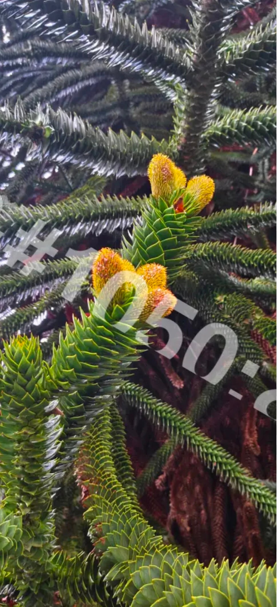 Monkey Puzzle Tree – Araucaria araucana – Kew Gardens, London