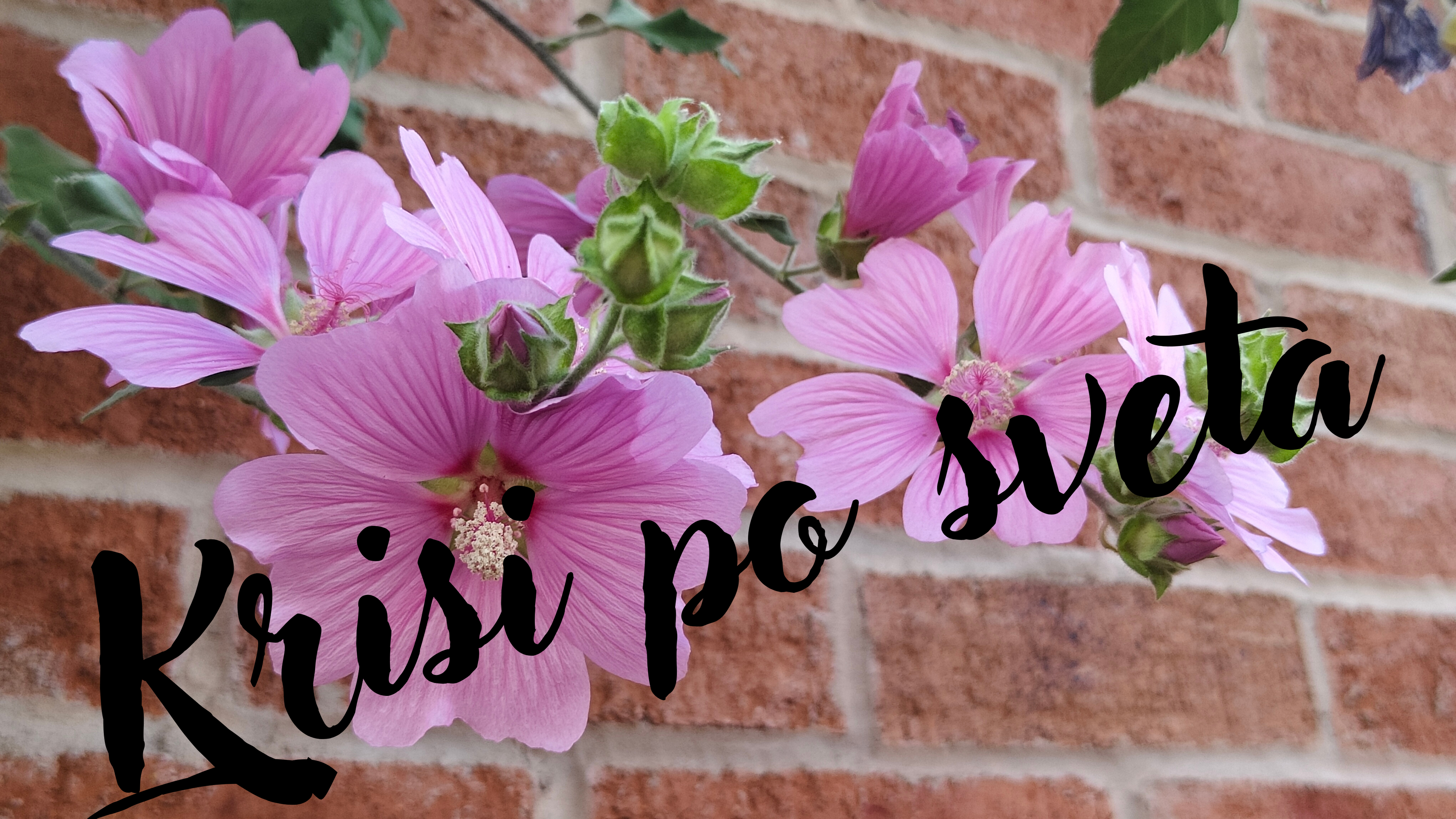 Pink Mallow on a Brick Wall | Digital Print