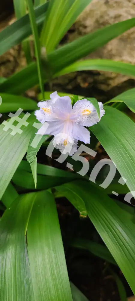 Delicate flowers - Kew Gardens, London | 5 digital photos