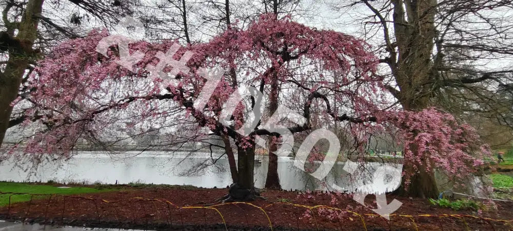 Пролетна красота – Weeping Cherry Лондон