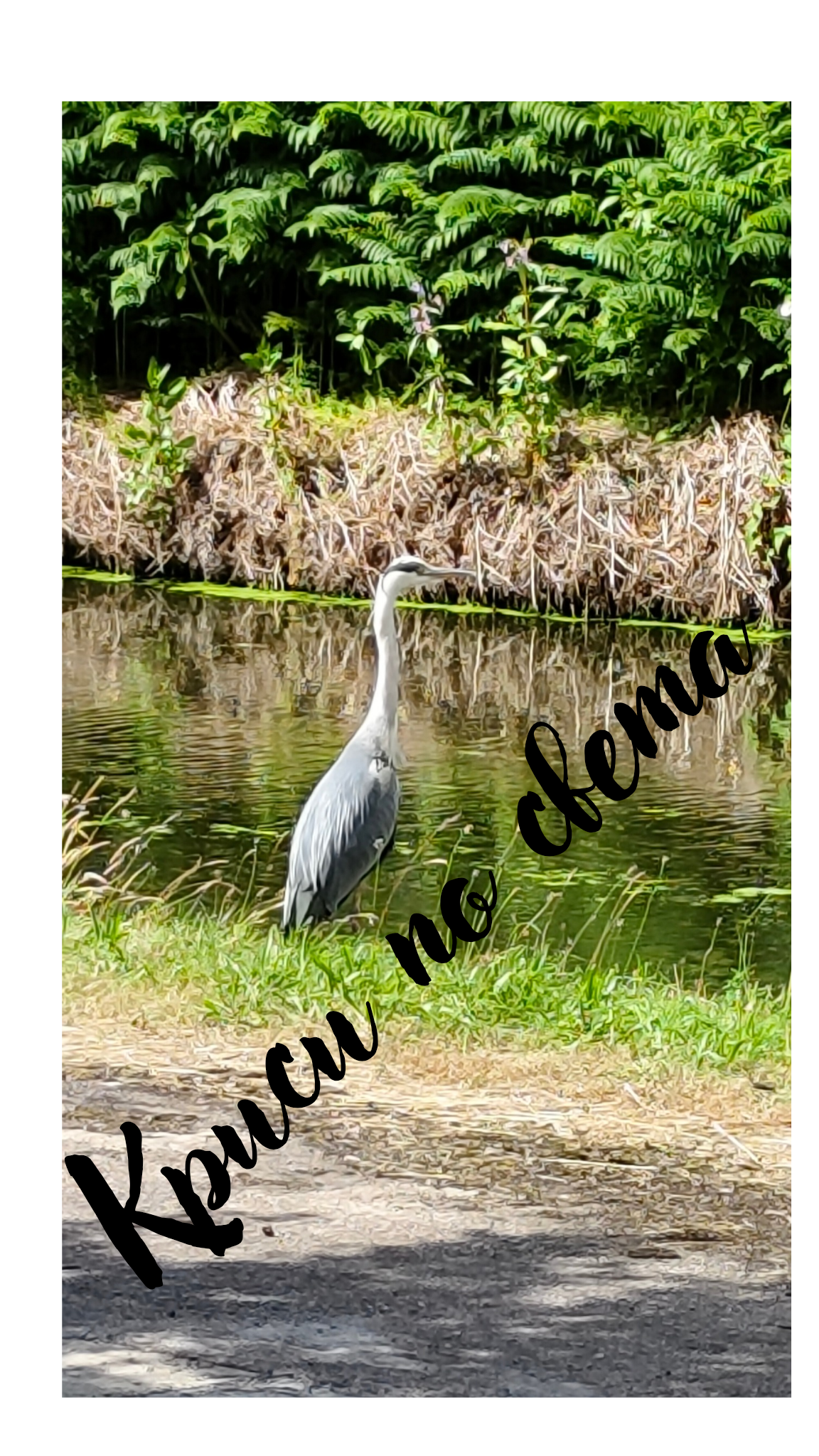 Grey Heron by the Lake - Wildlife