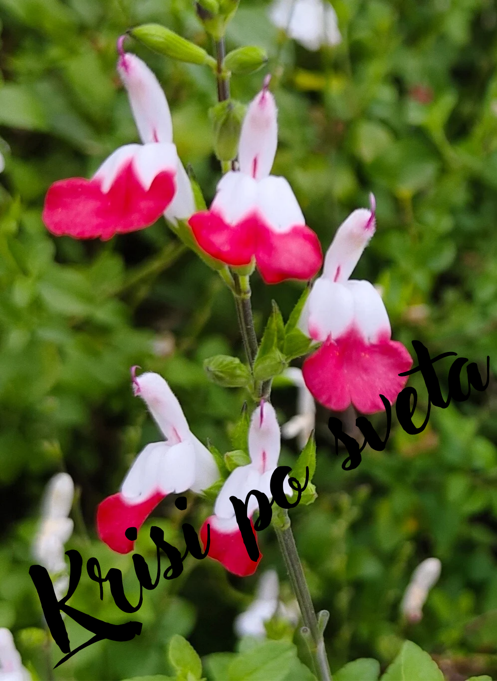 Hot Lips — Digital Photography