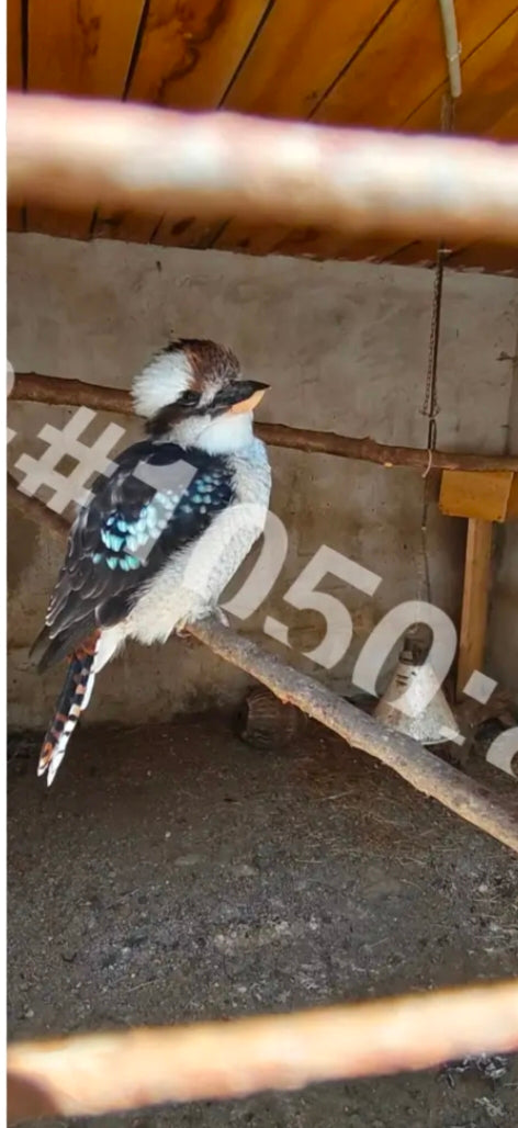 Kookaburra – digital photo
