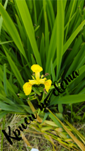 Yellow iris – a Polish flower