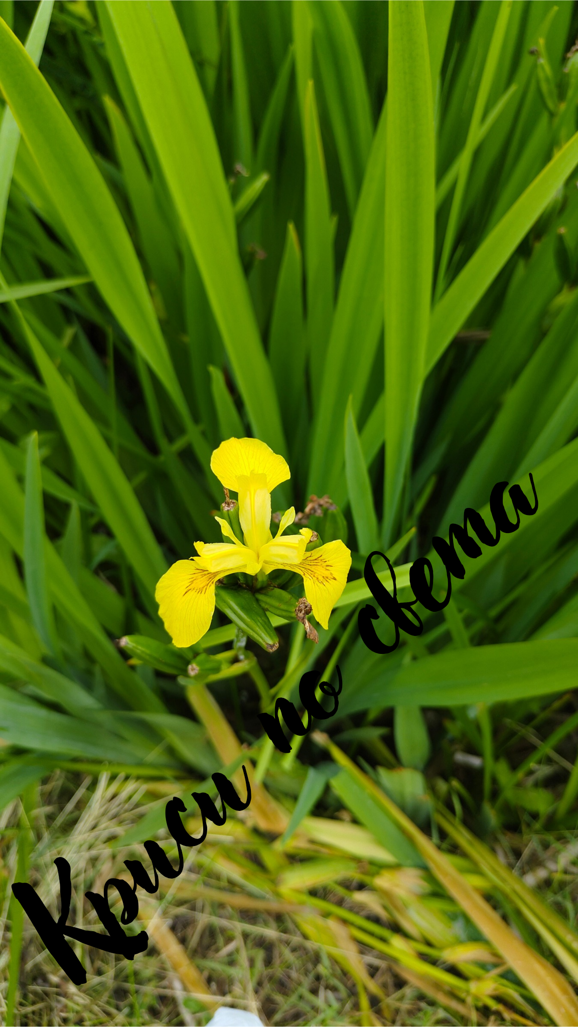 Yellow iris – a Polish flower