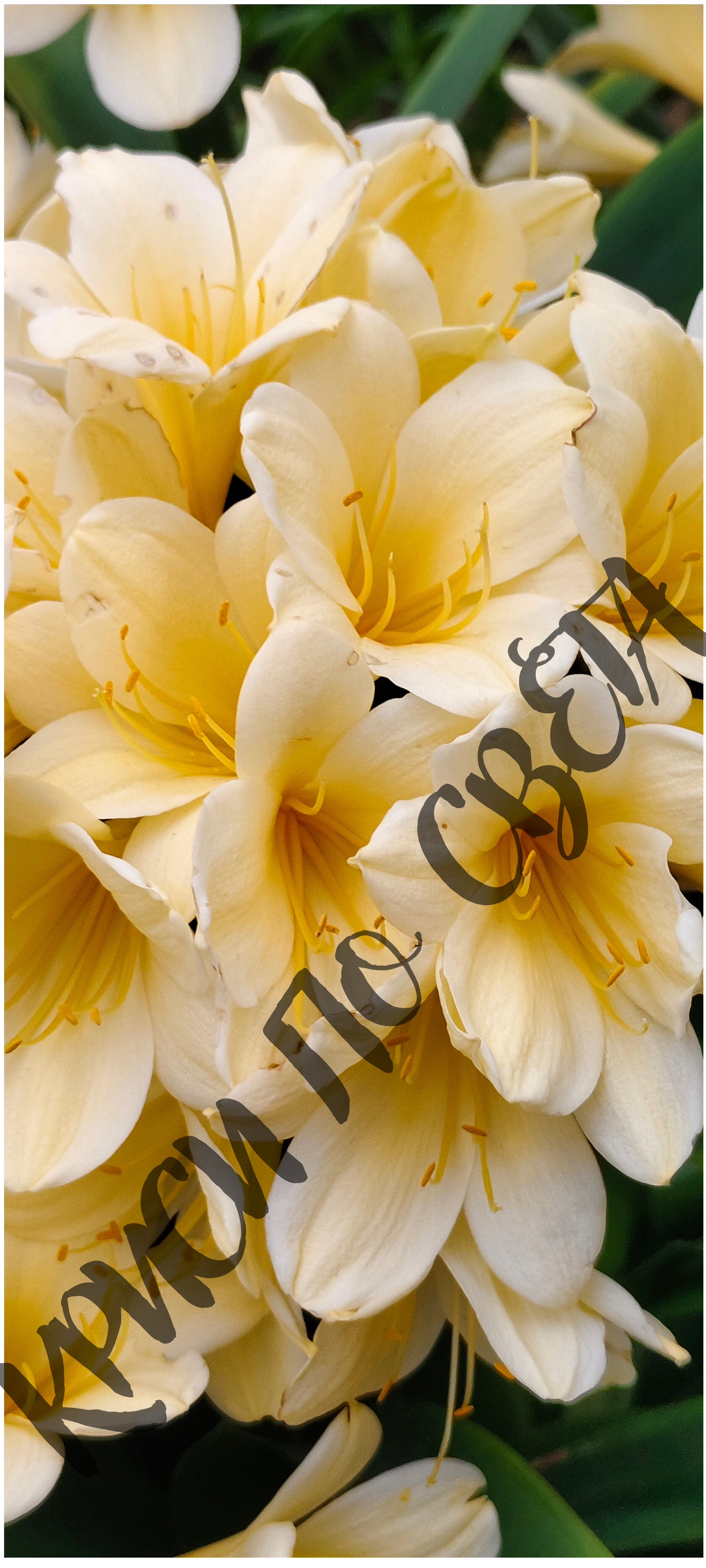 Yellow Clivia – Clivia miniata – Kew Gardens, London