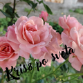 Pink Roses - Digital Photo