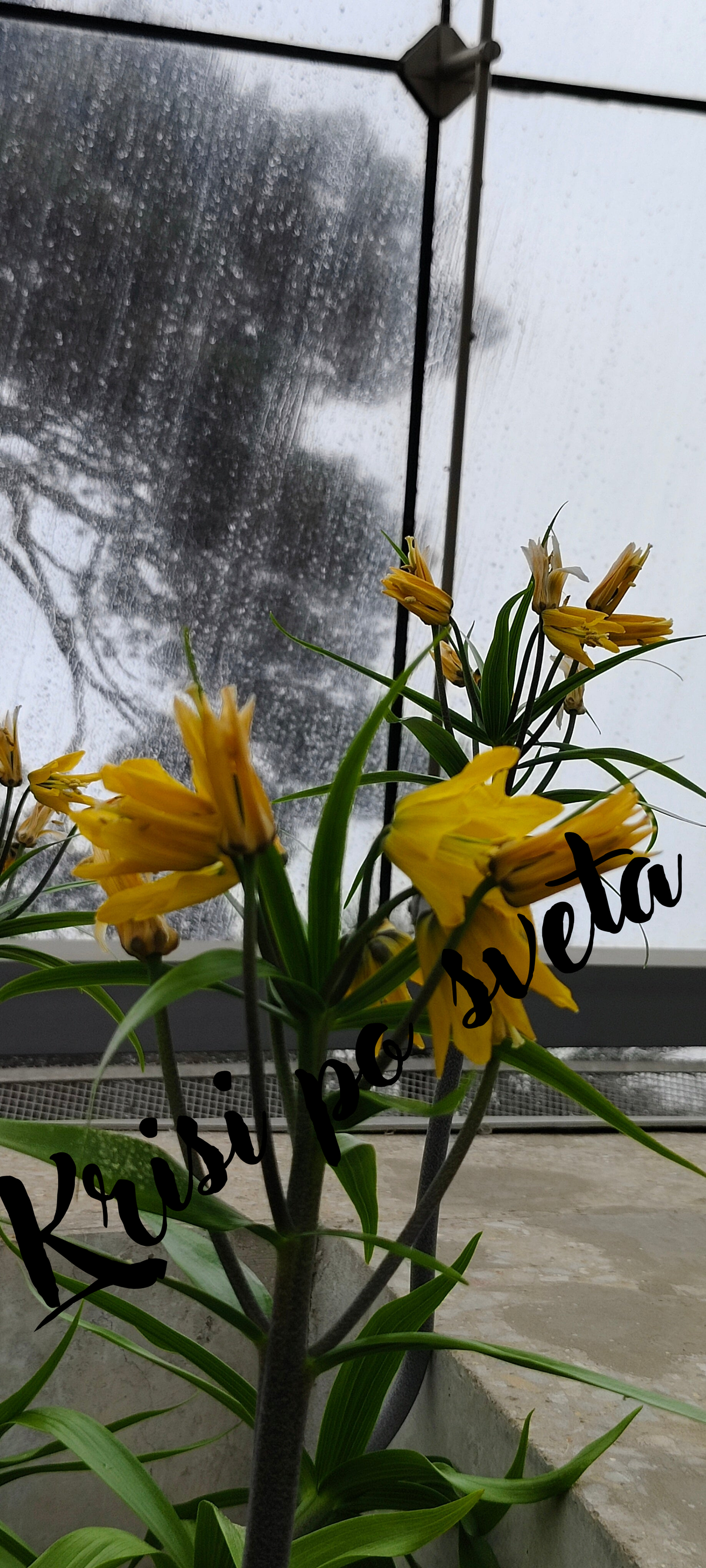 Yellow star-shaped flowers on a rainy day – Kew Gardens, London