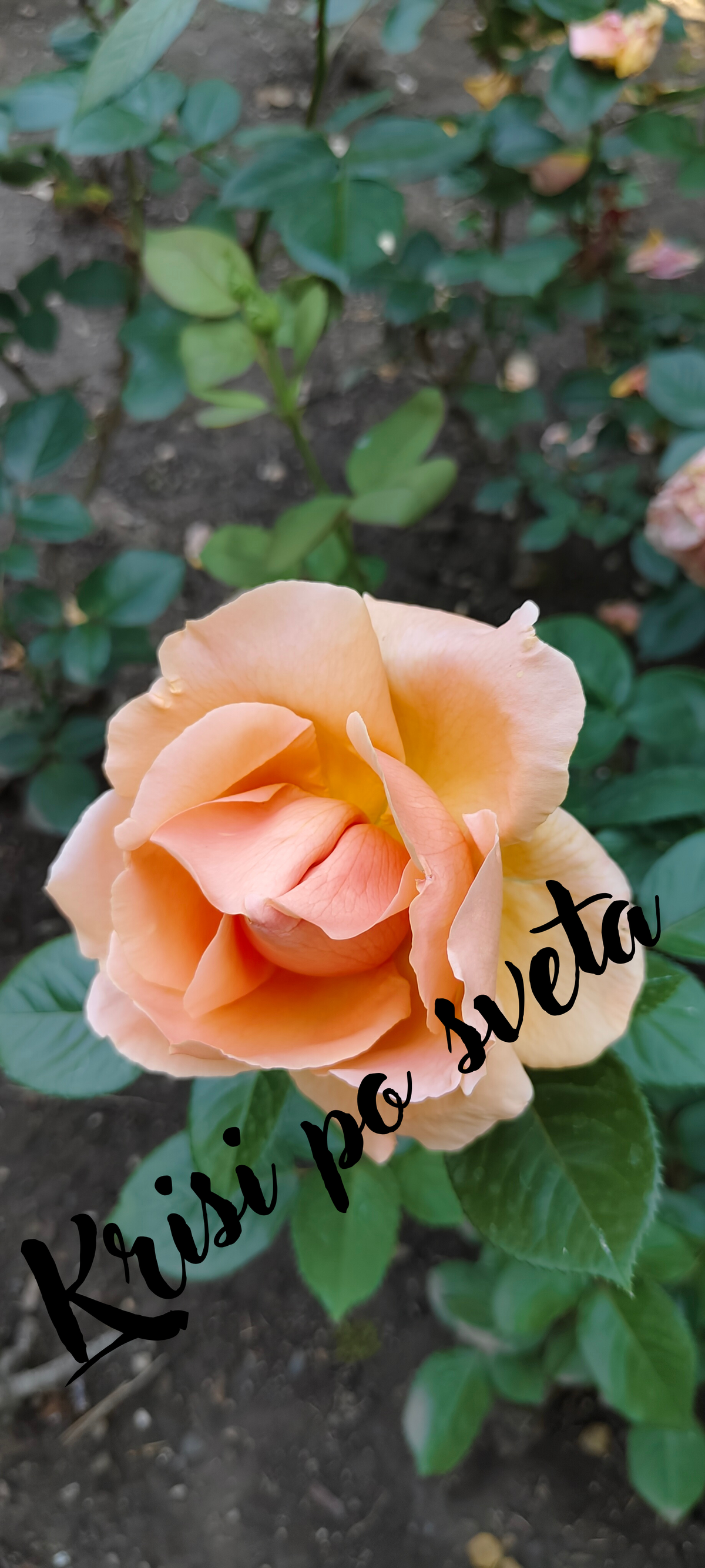 Peach rose in the garden