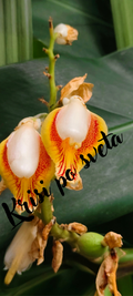 Exotic Flowers – Kew Gardens, London