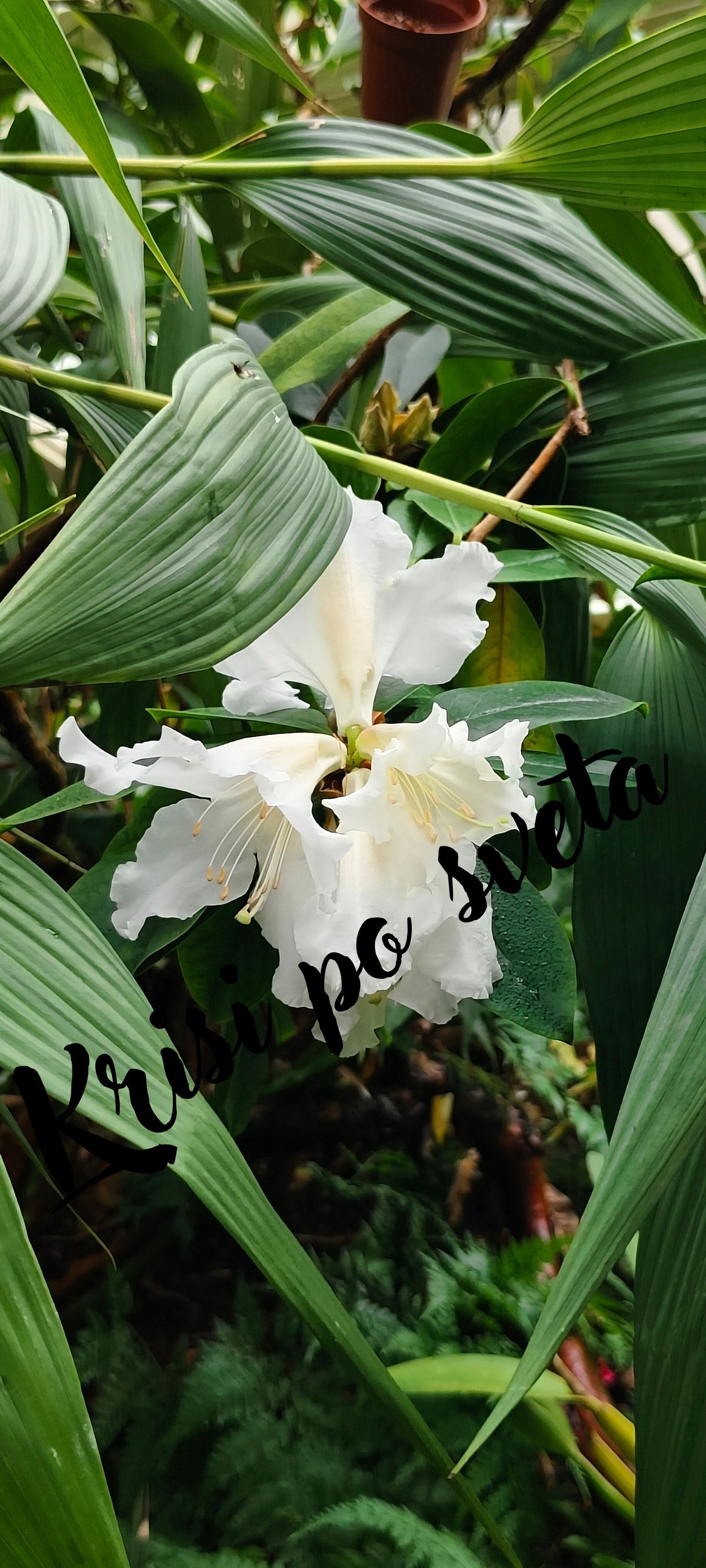 White tropical flower among greenery - Kew Gardens, London