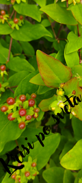 Saint John — The Magic of the Three Colors — Digital Photography