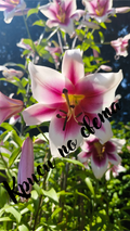 Oriental Lily in Sunlight