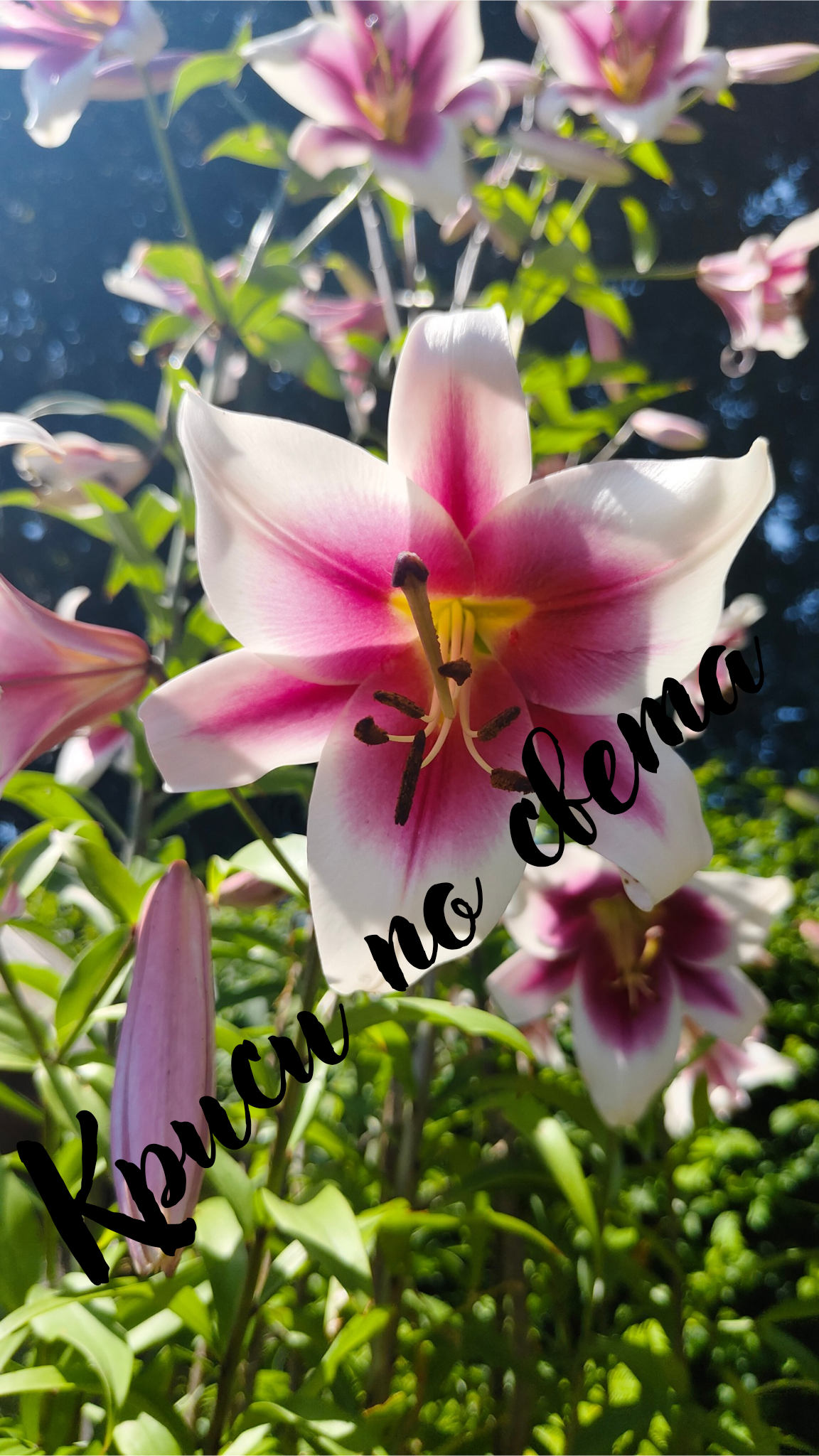 Oriental Lily in Sunlight