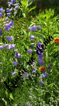 Bluebells and Lavender – Wildflowers