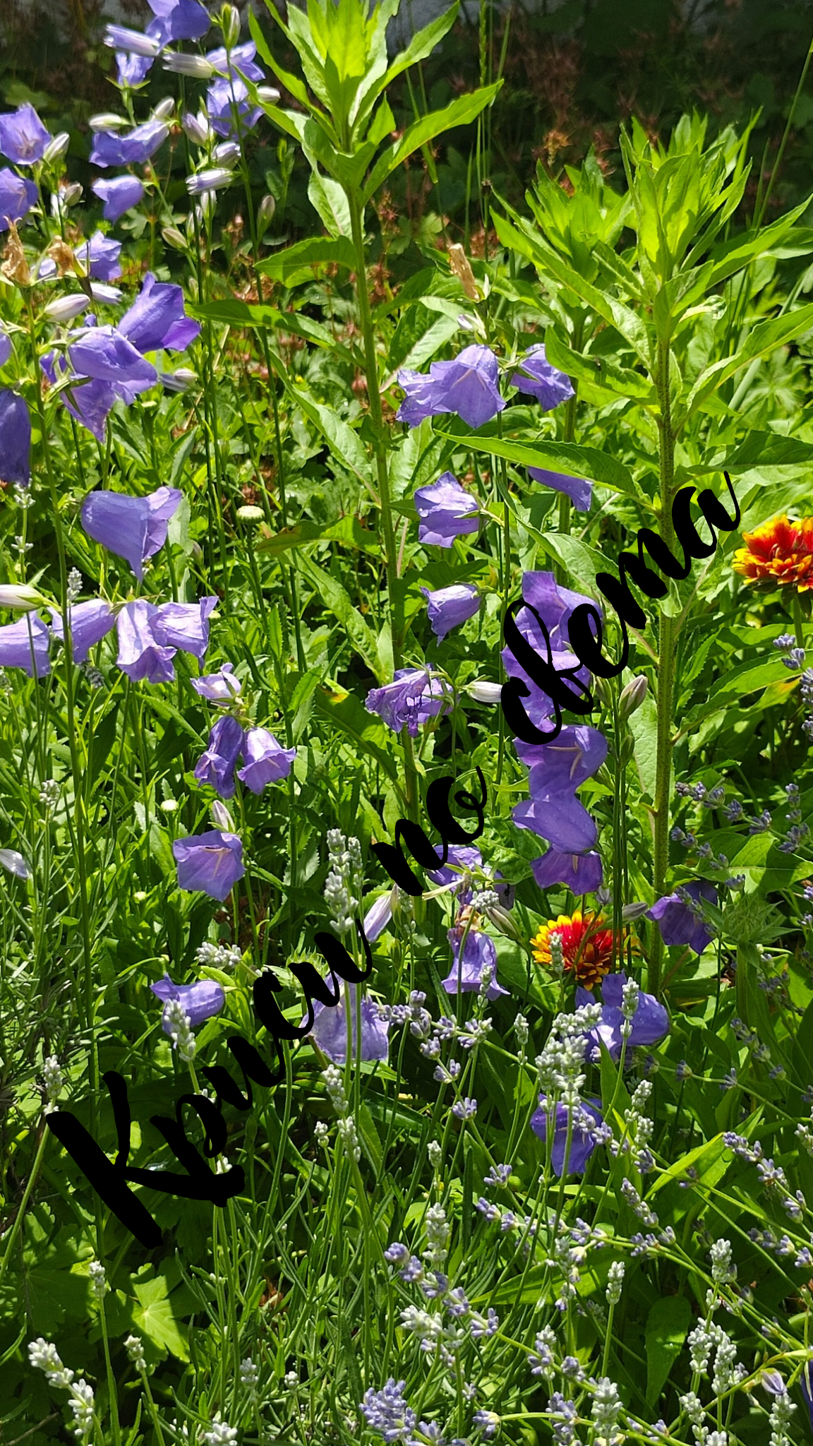 Bluebells and Lavender – Wildflowers