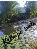 Schwäne am See – Eine Familie in der Wildnis | Digitaldruck