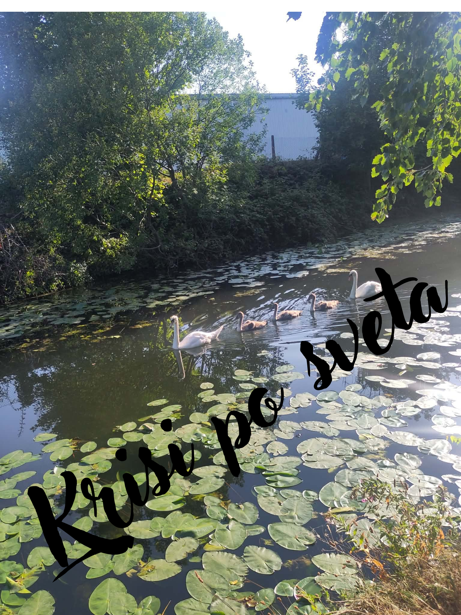Schwäne am See – Eine Familie in der Wildnis | Digitaldruck