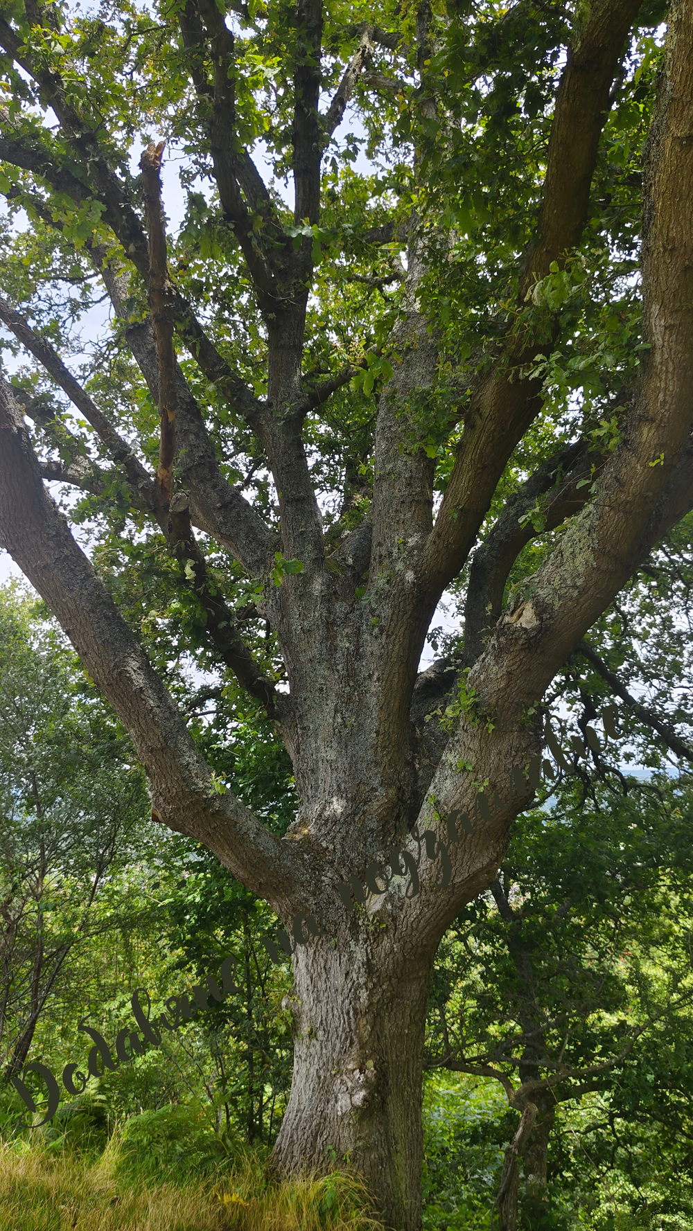 Old Oak – Guardian of the Forest | Digital print