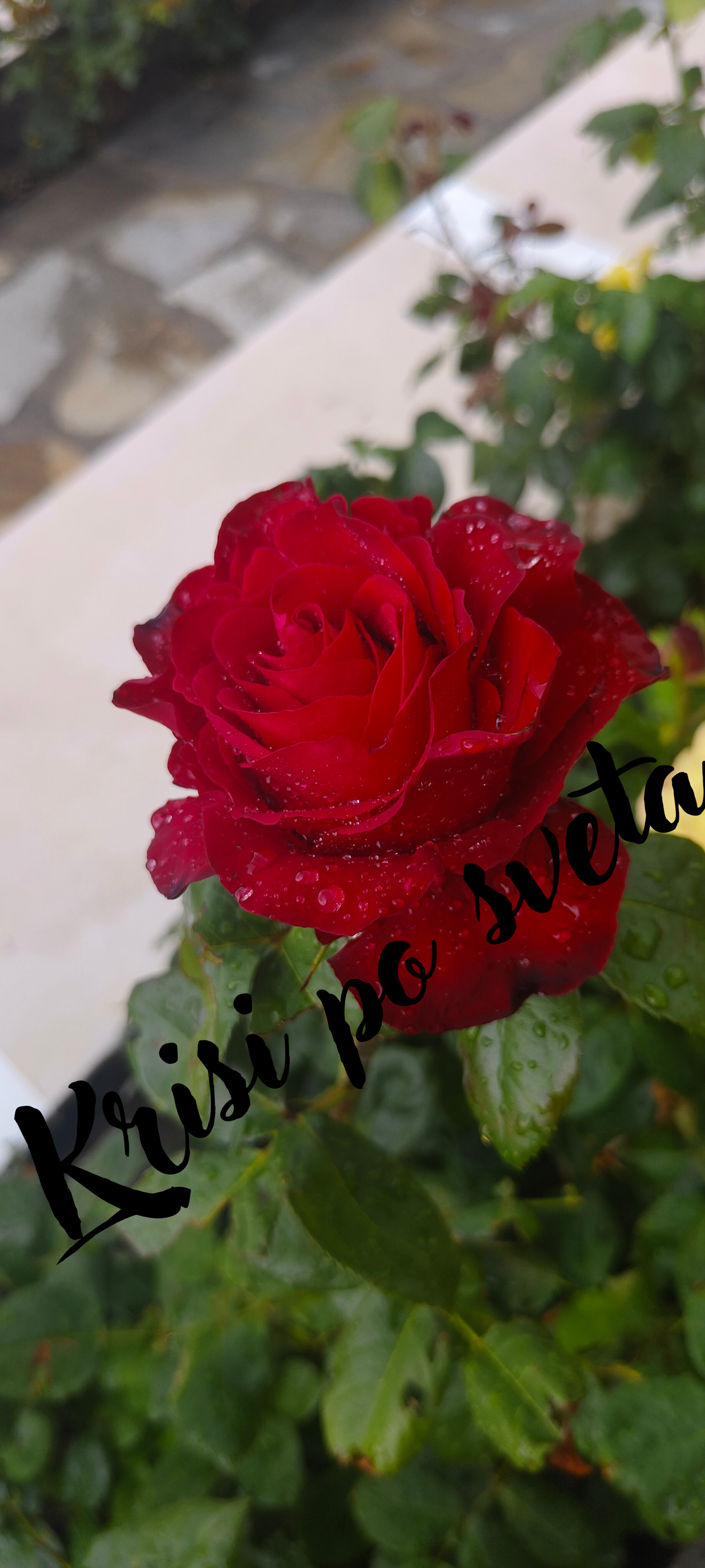Dark red rose after the rain