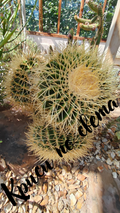 Golden Barrel Cactus – Fine Art Printable