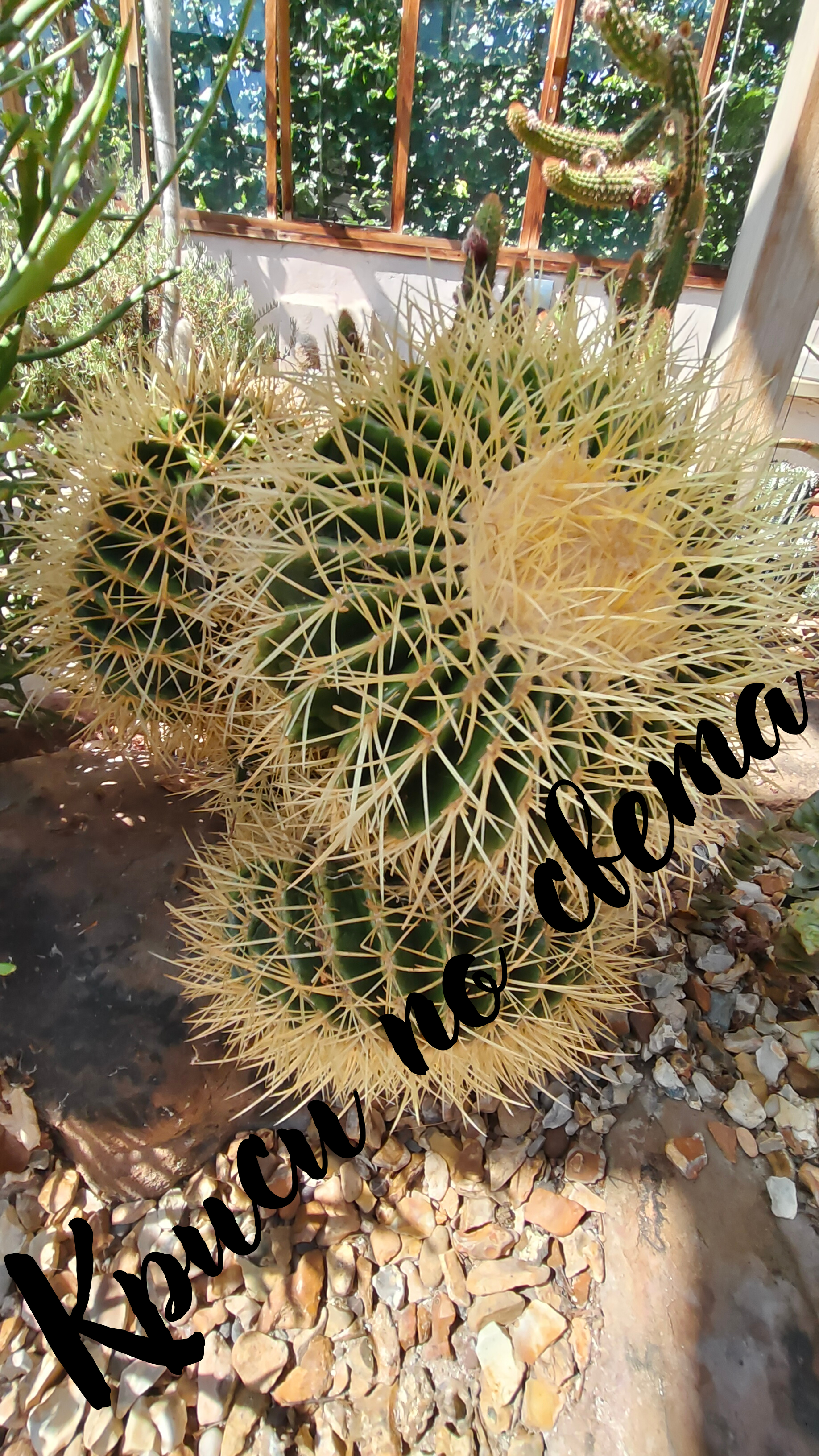 Golden Barrel Cactus – Fine Art Printable