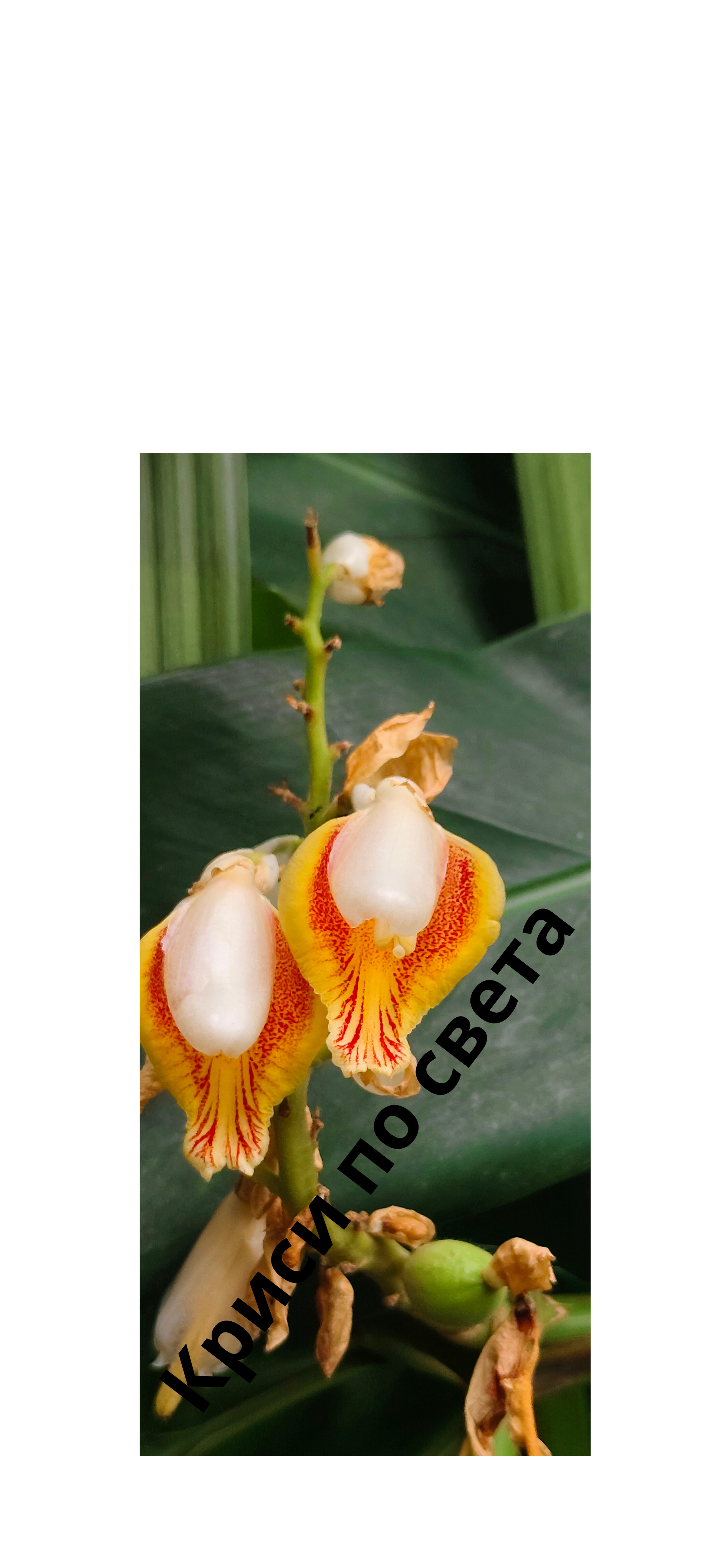 Exotic Flowers – Kew Gardens, London