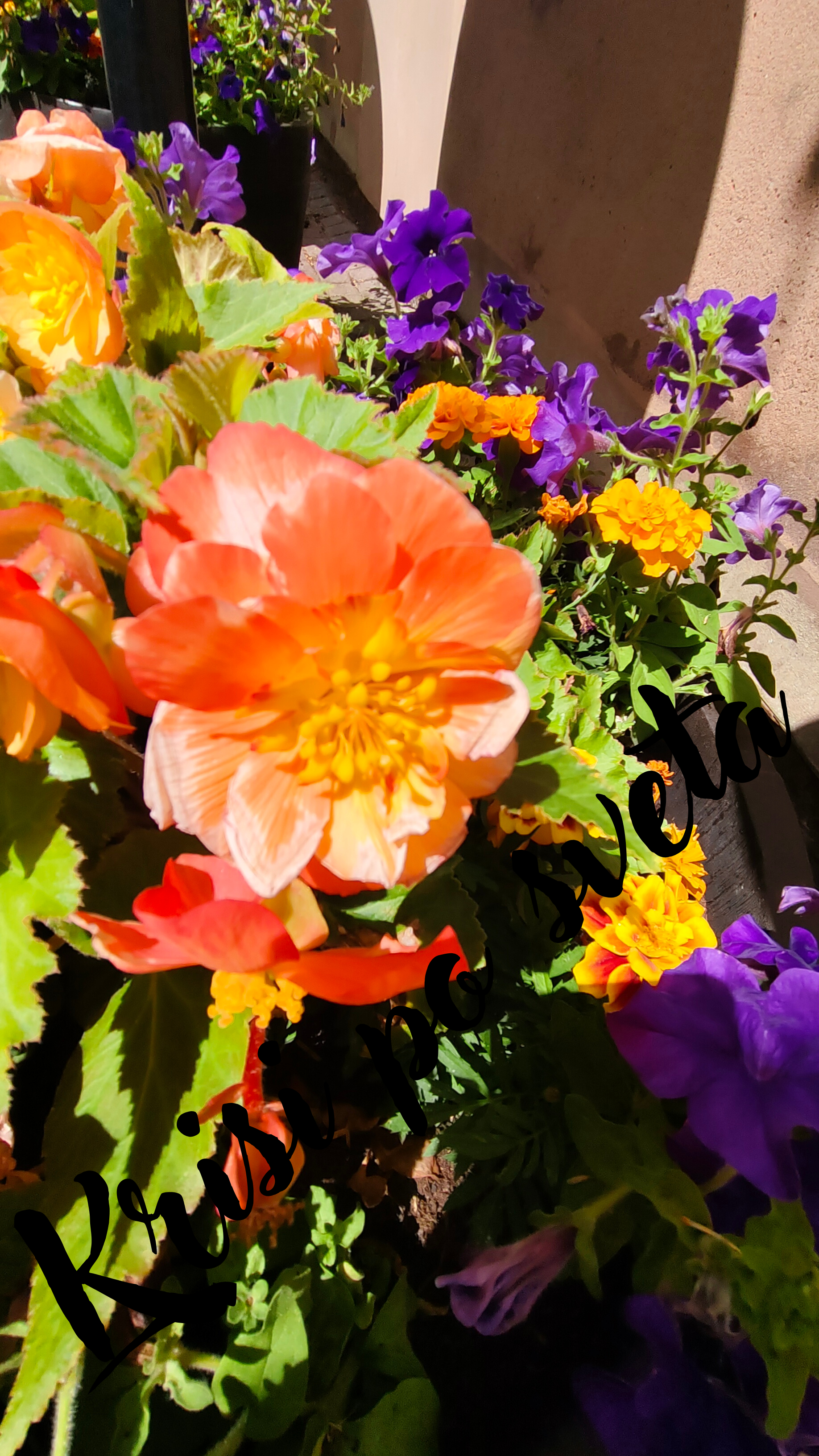 Summer Flowers — Begonia, Marigold and Petunia — Digital Art Print