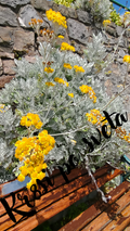Silver Plant with Yellow Flowers – Mediterranean Garden | Digital Print