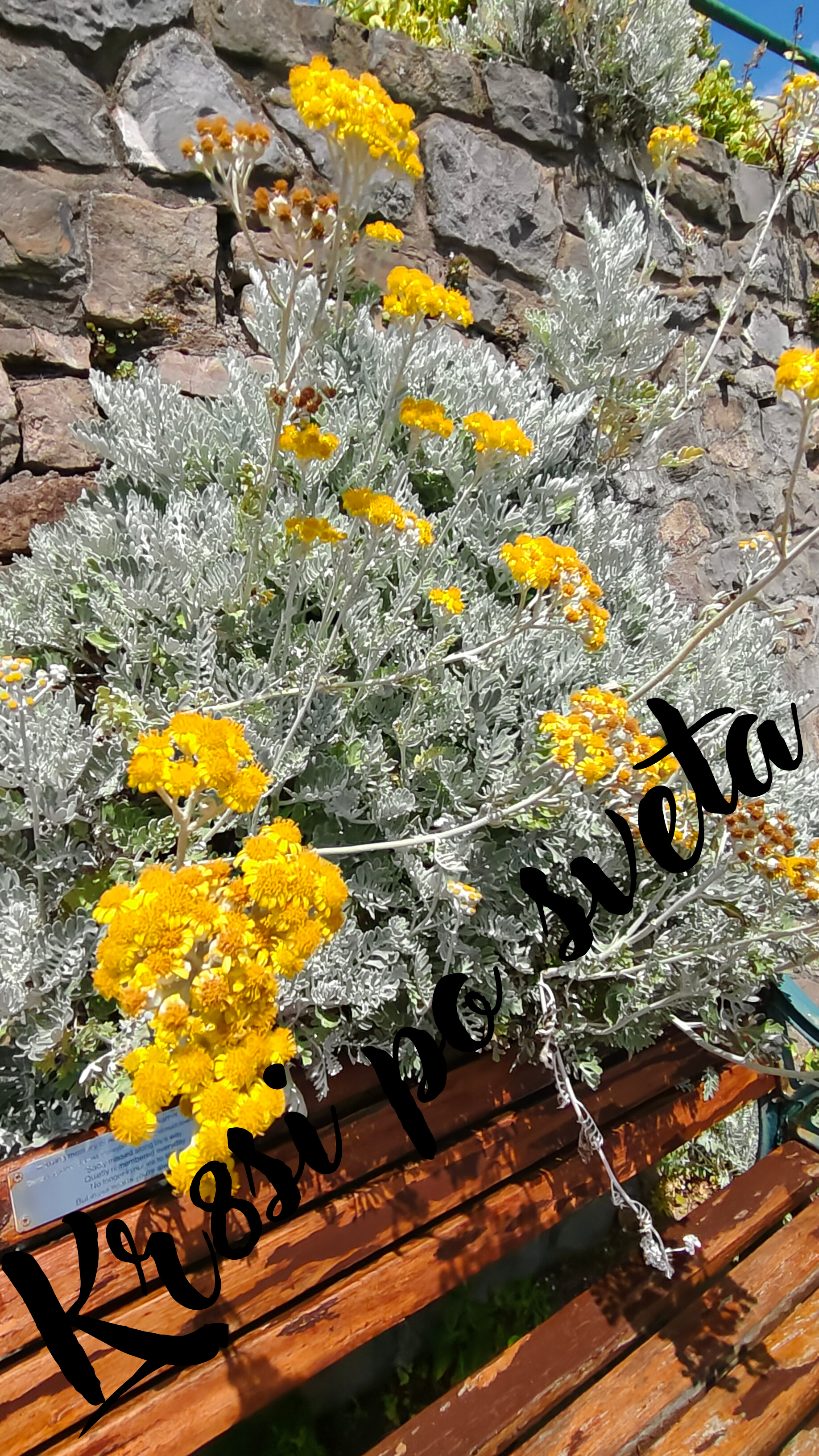 Silver Plant with Yellow Flowers – Mediterranean Garden | Digital Print