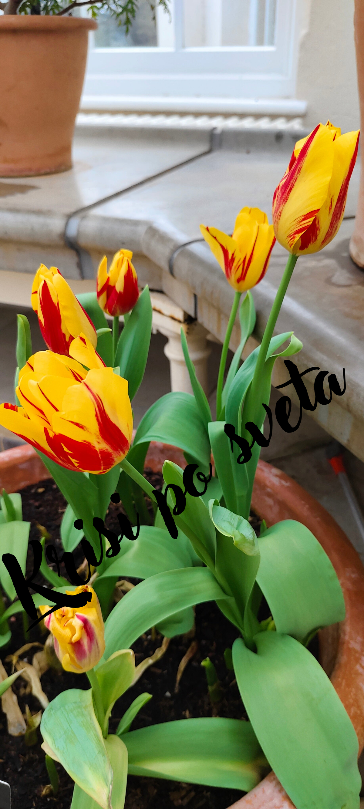 Yellow and red tulips in pots - Kew Gardens, London