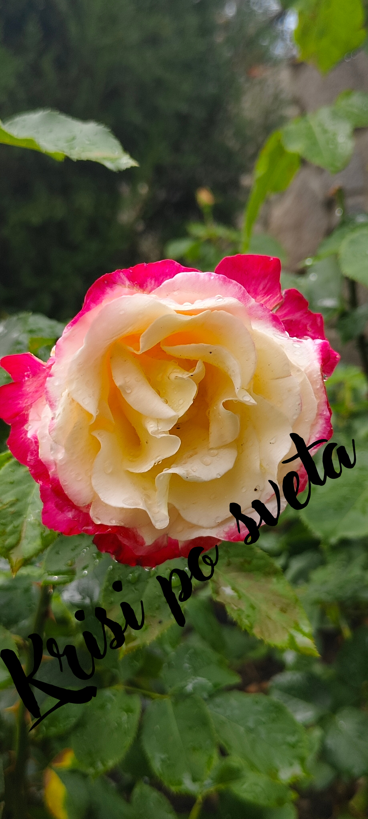 Two-tone rose after rain