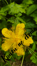 Yellow wildflowers - bellflowers in the fields