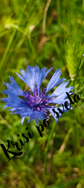 Synonym panicle in the meadow