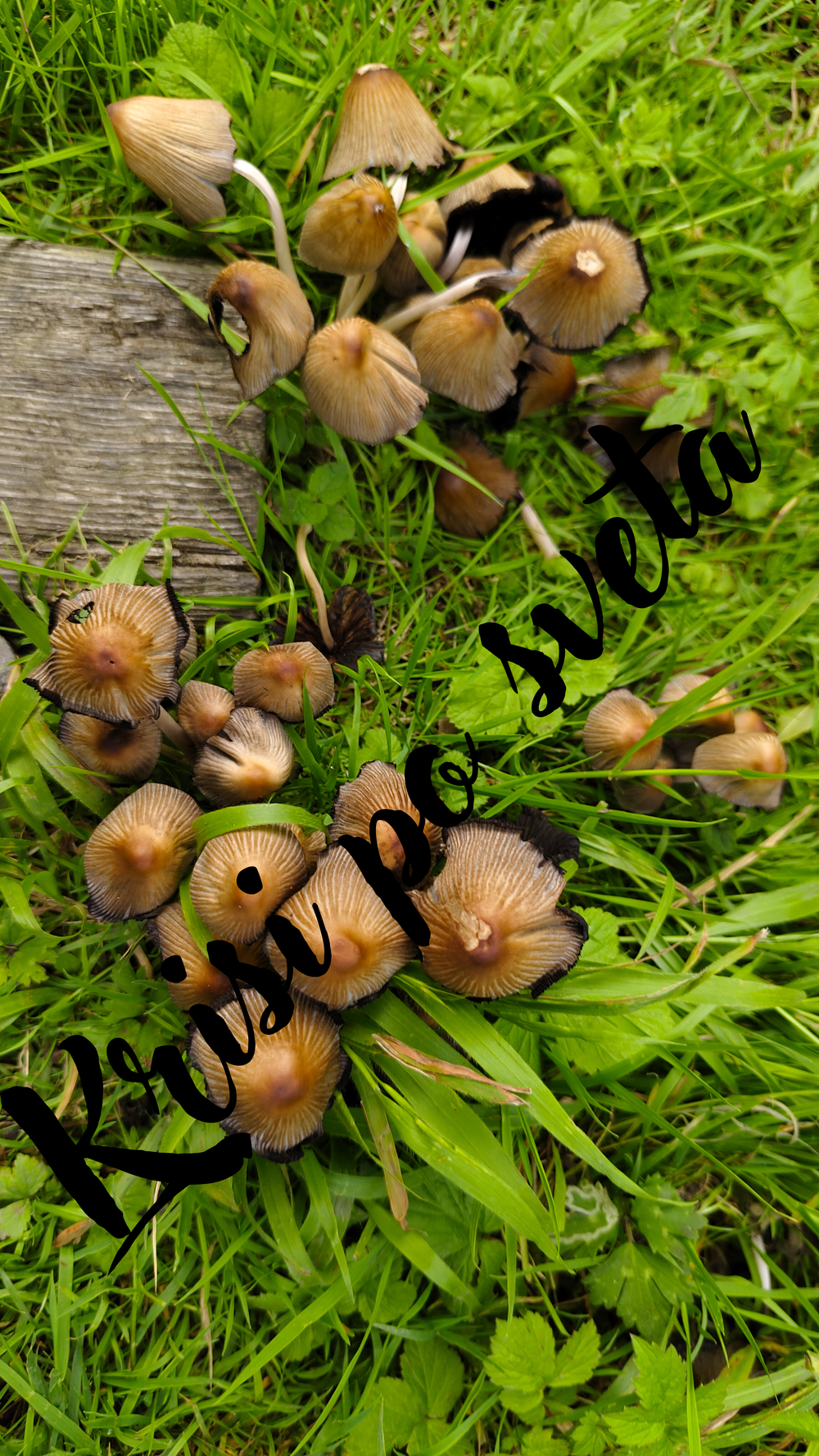 Wild Mushrooms in the Grass – Macro Nature Photography