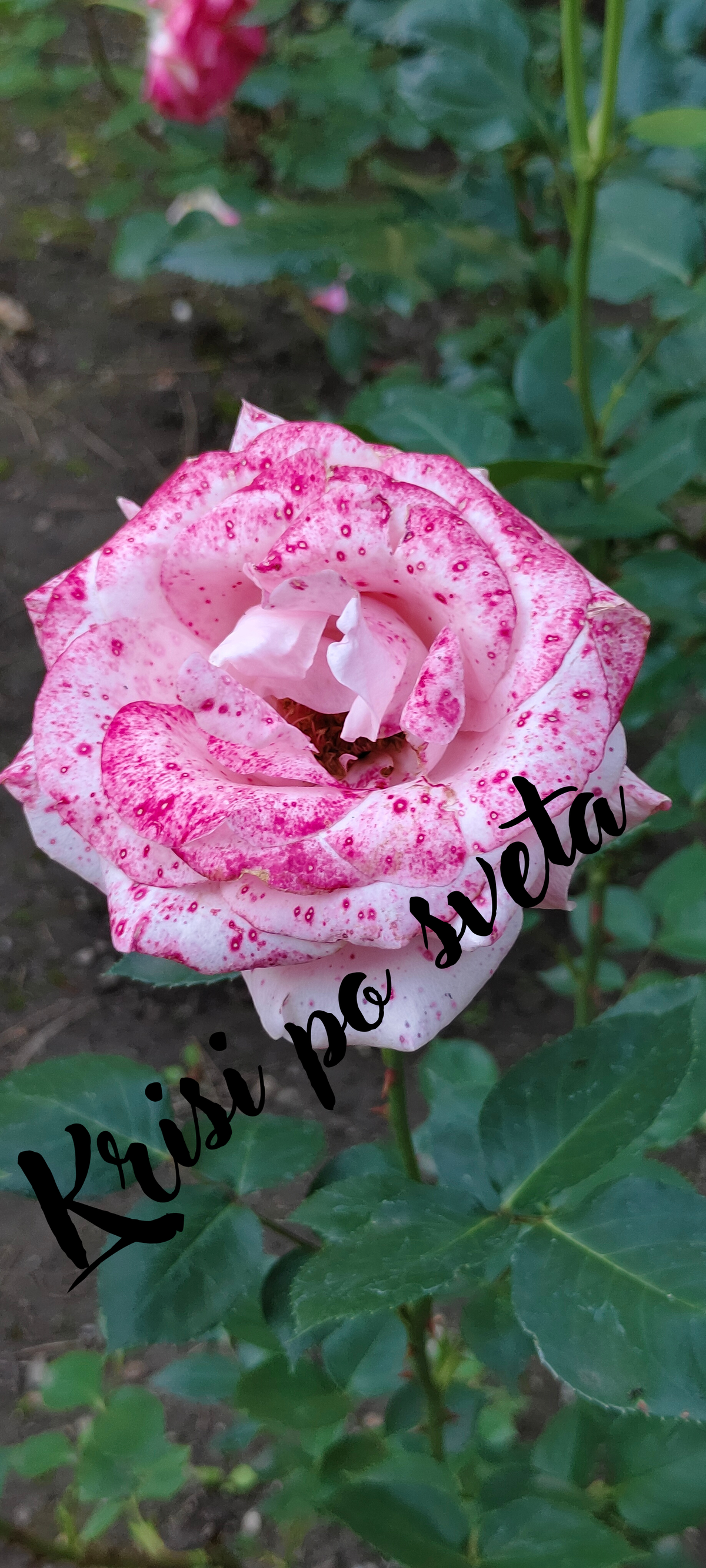 Unique rose with raspberry flecks