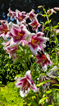 Oriental Lilies - Pink Majesty in the Garden | Digital Print