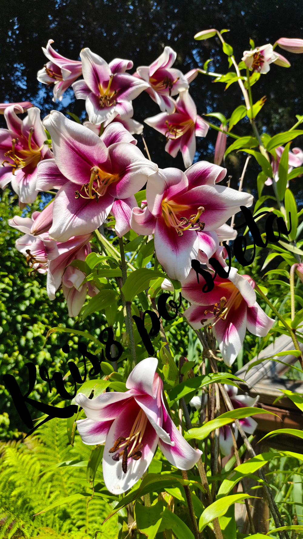 Oriental Lilies - Pink Majesty in the Garden | Digital Print