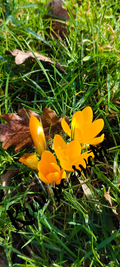 Yellow crocuses in the grass