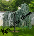 Weeping Atlas Cedar – ornamental tree