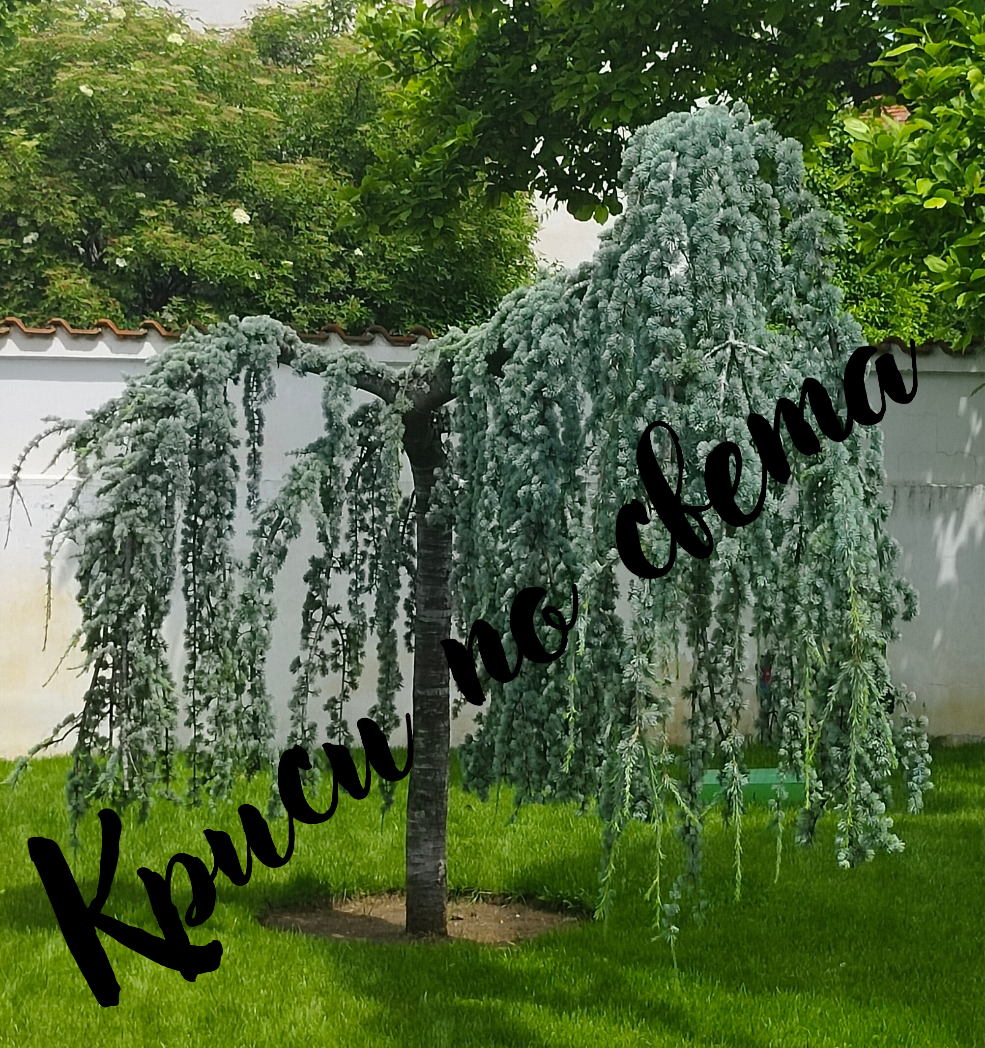 Weeping Atlas Cedar – ornamental tree