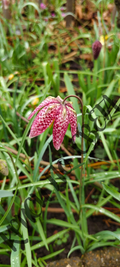 Fritillaria Meleagris – Snake's Head Fritillary