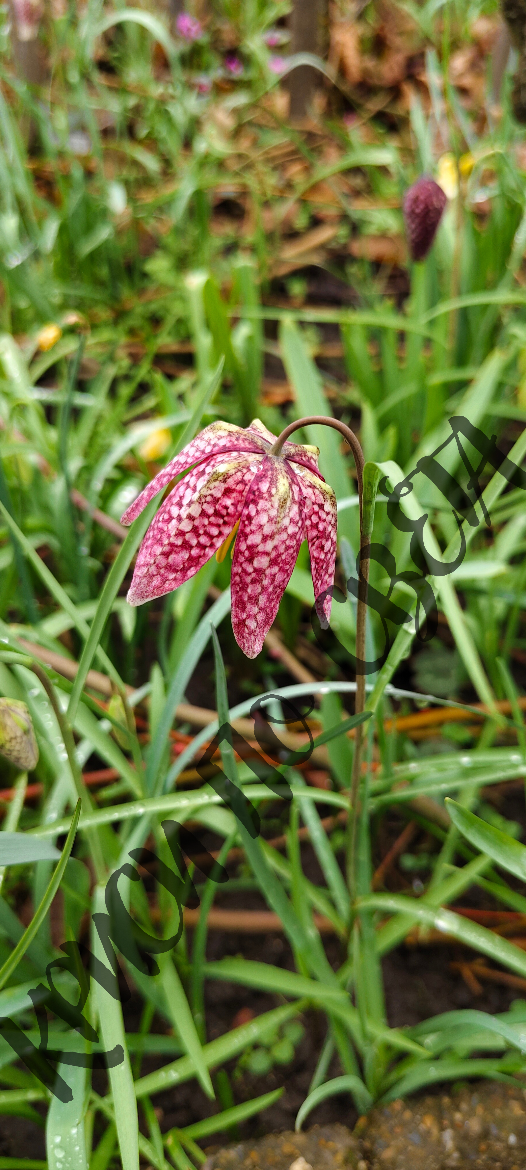 Fritillaria Meleagris – Snake's Head Fritillary
