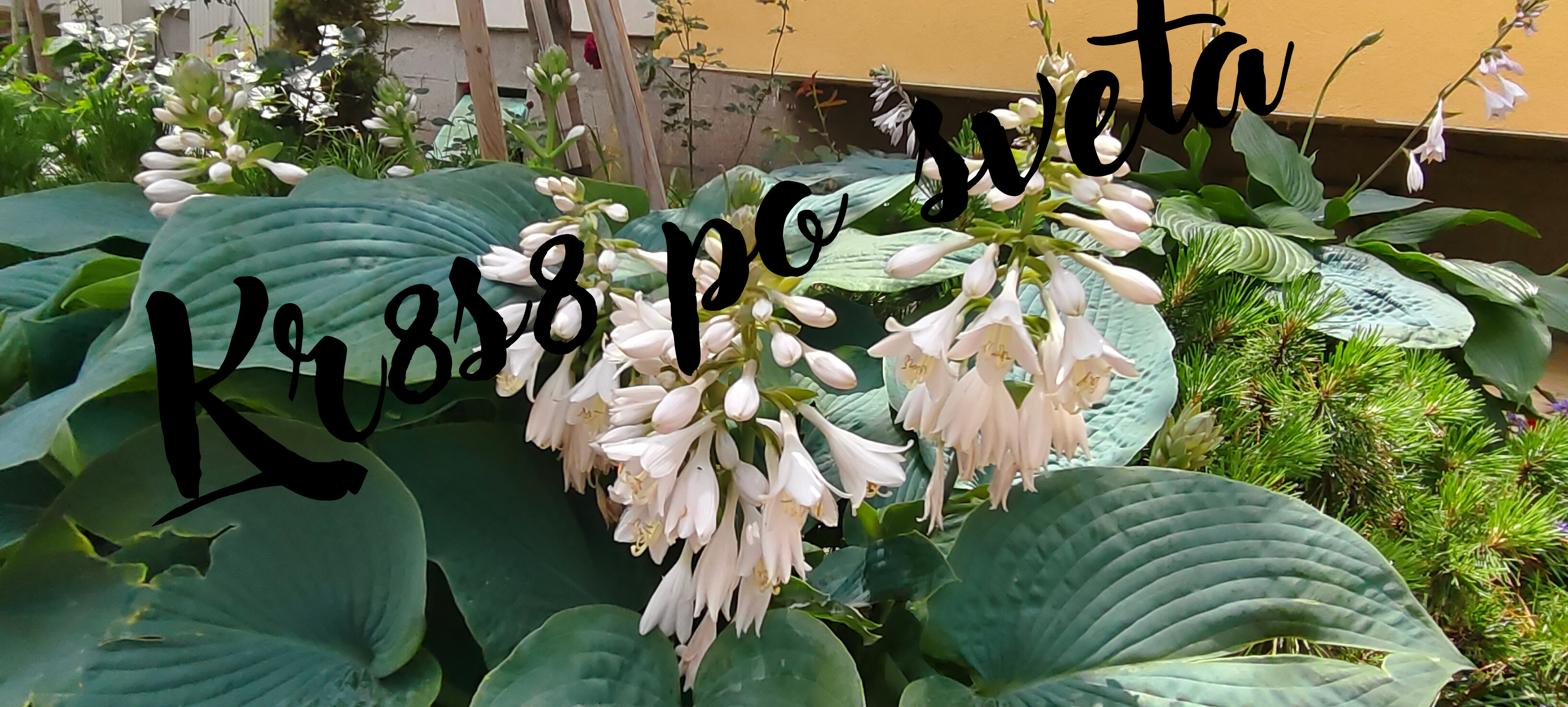 Hosta in Bloom – White Flowers and Green Leaves