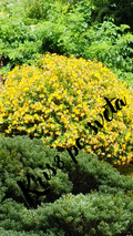 Spirea – The Golden Shrub of the Garden – Digital Photography