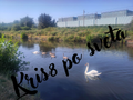 Schwan auf dem See – Einsamer Wächter | Digitaldruck