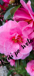 Pink Camellia – Chrissy Around the World