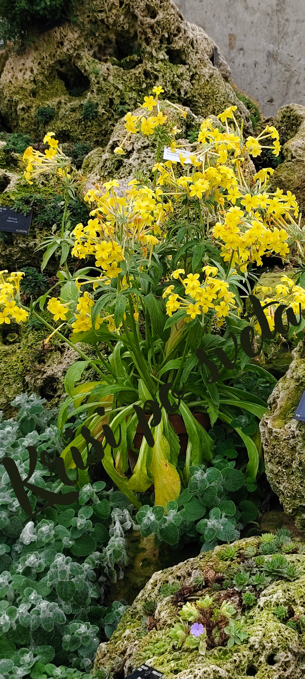Yellow alpine flowers – Kew Gardens, London