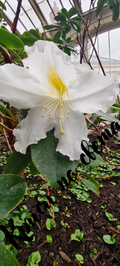 Delicate flowers - Kew Gardens, London | 5 digital photos