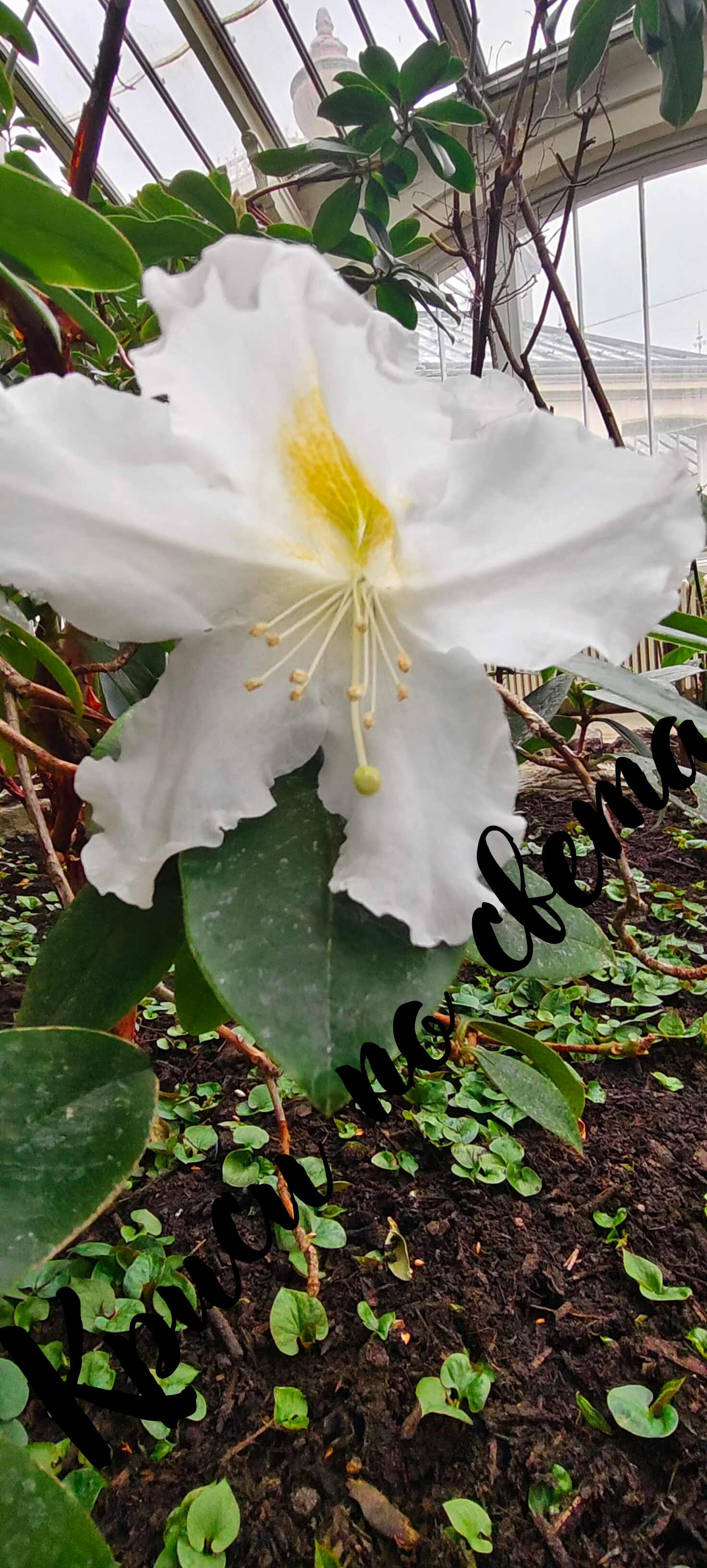 Delicate flowers - Kew Gardens, London | 5 digital photos